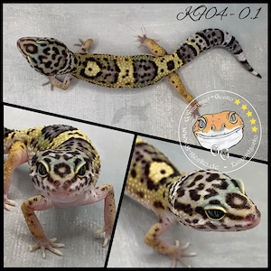 Leopardgecko MS Ghost Black Night het Eclipse het TA het MP