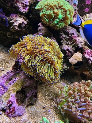 Holy Grail US Style Euphyllia glabrescens