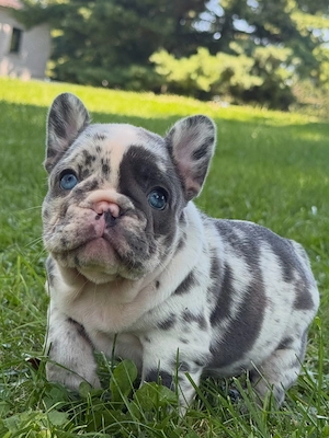 Liebevolle Lilac Merle Französische Bulldogge   Hündin, 11 Wochen alt