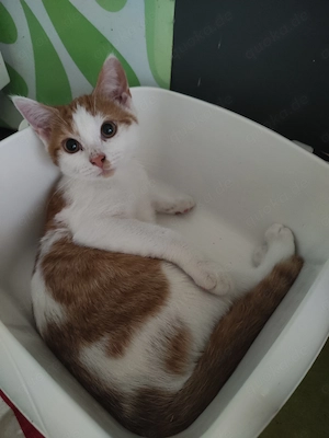 Mix-Kitten, junger Kater sucht ein neues zu Hause