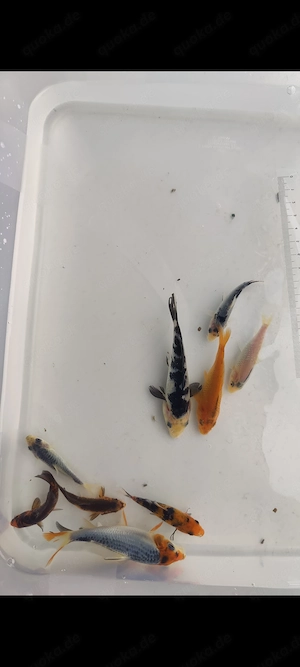Koi Nachzuchten abzugeben