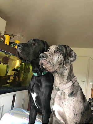 Deutsche Doggen 