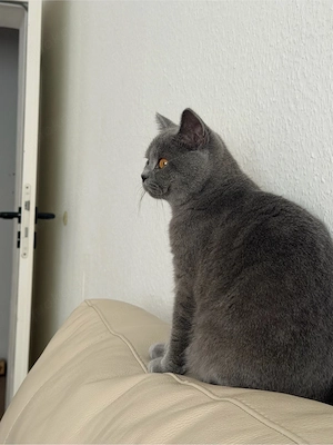 Bkh kater sucht liebevolle zu hause 