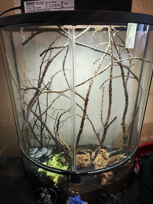 Terrarium mit Fruchtkäfer zu verkaufen