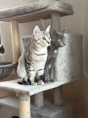 hübsche Katzen