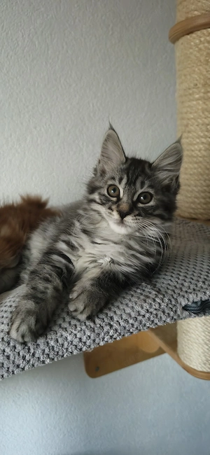Kurilian Bobtail Kitten Katzenbaby mit Stammbaum 