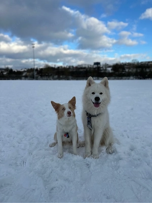 Samojede und Border Collie Rüden 