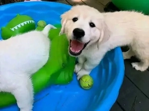 Süße und liebenswerte Golden-Retriever-Welpen suchen ein liebevolles Zuhause.