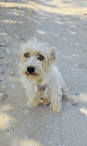 Chara ein Terrier Mix Mädchen 