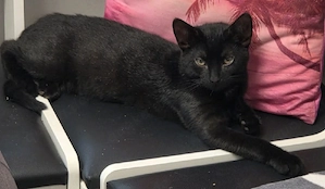 kleiner Süßer Kater Blacky