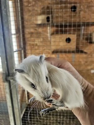 Junge Meerschweinchen Männchen  zur Abgabe