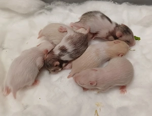 Jungtiere Goldhamster Babys Teddyhamster vanille gold