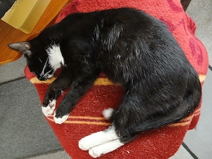 Hauskatzen