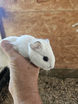 Junge Meerschweinchen Weibchen zur Abgabe