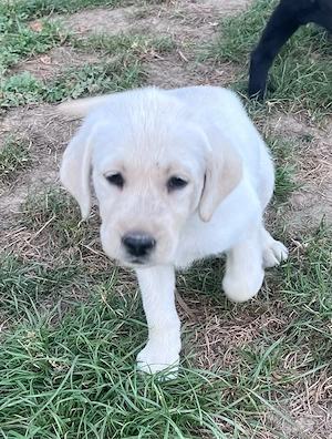 Labrador Welpen reinrassig