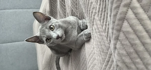 Russisch Blau Kater sucht liebevolles Zuhause