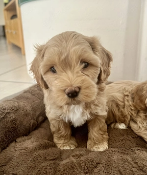 Maltipoo Welpen abgabebereit