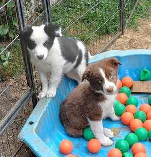 Border collie welpen mit Papiere 