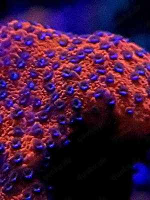 Montipora mystic sunset