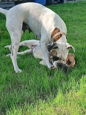 Boxer Shar-pei mix Welpen