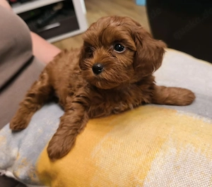 Maltipoo Welpen weiblich und männlich 