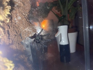 Caribena versicolor Vogelspinne inkl. Terrarium   subadult