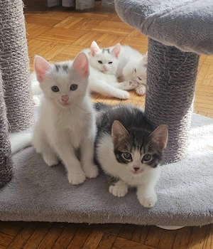 Katzenbabys, Kitten, 6 Stück