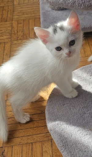 Katzenbabys, Kitten 
