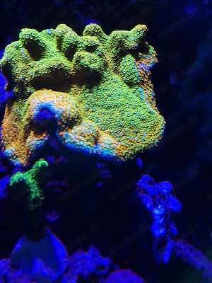 Montipora Rainbow
