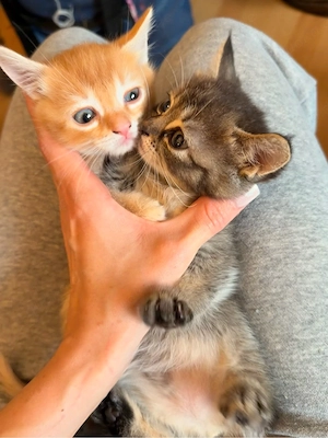 katzenbabys abzugeben