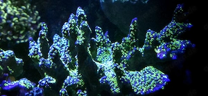 Montipora Star Wars