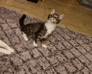 Maine coon Jungs