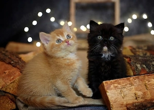 BKH Kitten mit Stammbaum 