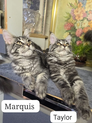 Maine Coon XXL Kitten Mit Stammbaum