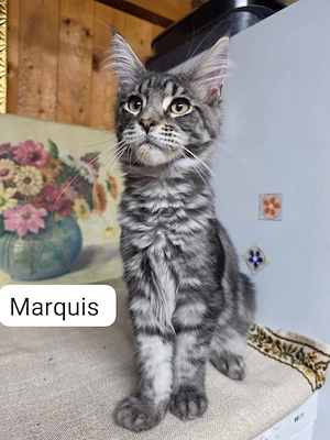 Maine Coon XXL Kitten Mit Stammbaum
