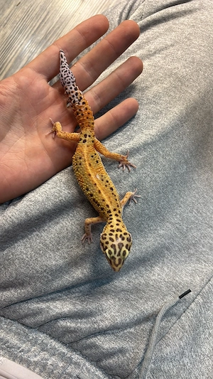 leopardgecko 0.2 weibchen adult 