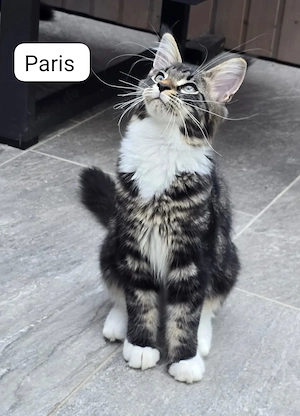 Maine Coon XXL Kitten Mit Stammbaum