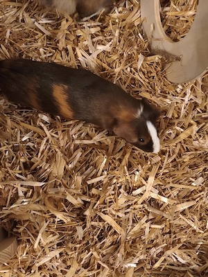1: Zucker süße Meerschweinchen männlich und er  ist kastriert st karsti