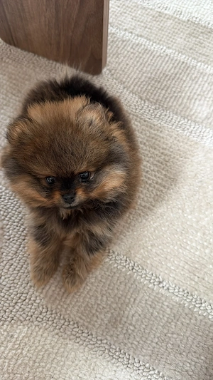 Pomeranian Zwergspitz Welpe sucht liebevolles Zuhause