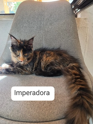 Maine Coon XXL Kitten Mit Stammbaum
