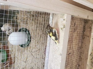 Junge Kanarienvögel suchen Zuhause 
