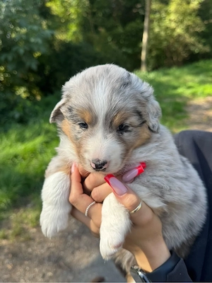 Australian Shepherd Welpen Bild 6