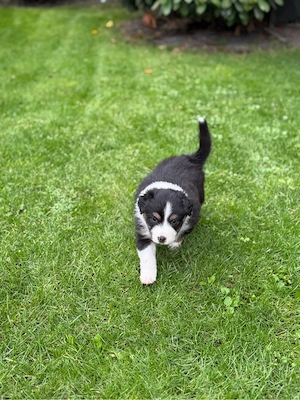 Australian Shepherd Welpen