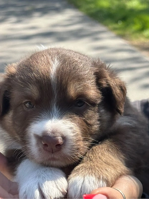 Australian Shepherd Welpen Bild 8