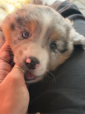 Australian Shepherd Welpen Bild 7