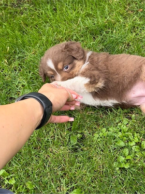 Australian Shepherd Welpen Bild 10