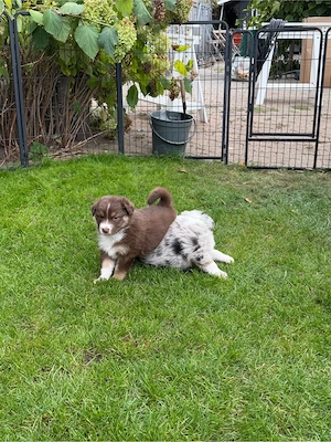 Australian Shepherd Welpen Bild 9