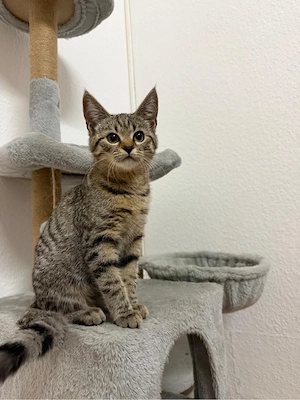 wunderschöne baby katze kitten kätzchen bkh 