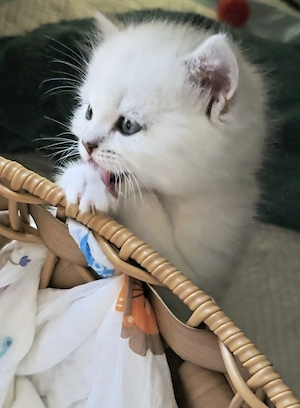 Zauberhafte BKH, BLH Kitten Silver Chinchilla   