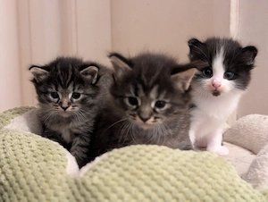 3 Ragcoon (Ragdoll-Maine Coon Mix)